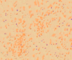 Screen Shot 2018-09-23 at 10.30.09 AM.png